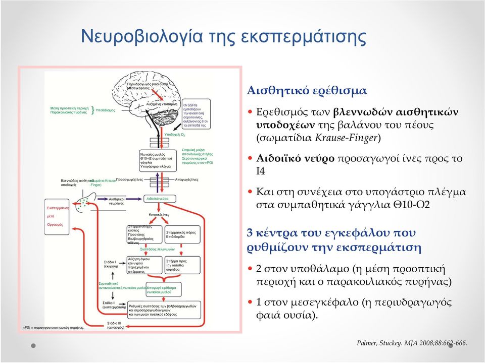 Krause Προσαγωγέςί ίνες υποδοχείς -Finger) Αισθητικοί νευρώνες Νωτιαίος µυελός Θ10 Ι2 συµπαθητικά γάγγλια Υπογάστριο πλέγµα Αιδοιϊκό νεύρο Κινητικές ίνες Οσφυϊκή µοίρα σπονδυλικής στήλης