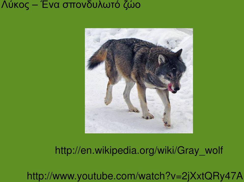 org/wiki/gray_wolf