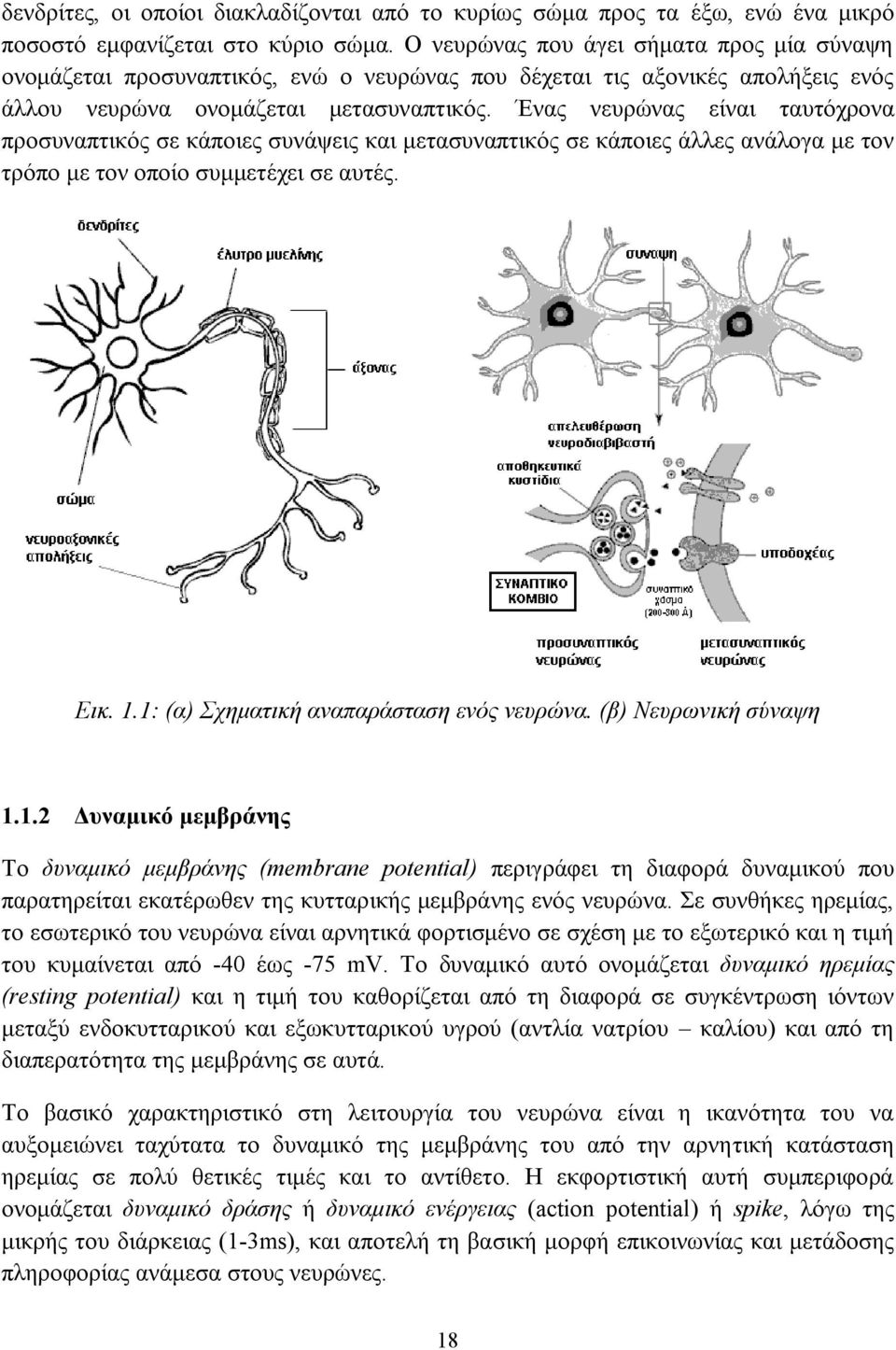 Ένας νευρώνας είναι ταυτόχρονα προσυναπτικός σε κάποιες συνάψεις και μετασυναπτικός σε κάποιες άλλες ανάλογα με τον τρόπο με τον οποίο συμμετέχει σε αυτές. Εικ. 1.
