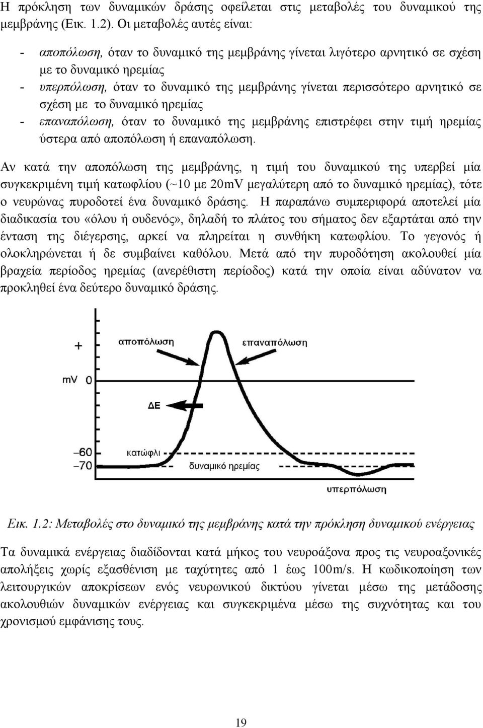 αρνητικό σε σχέση με το δυναμικό ηρεμίας - επαναπόλωση, όταν το δυναμικό της μεμβράνης επιστρέφει στην τιμή ηρεμίας ύστερα από αποπόλωση ή επαναπόλωση.