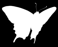 sk Vám dobre známy GinkoPrim obsahuje dve aktívne látky ginkgo biloba a magnézium (horčík).