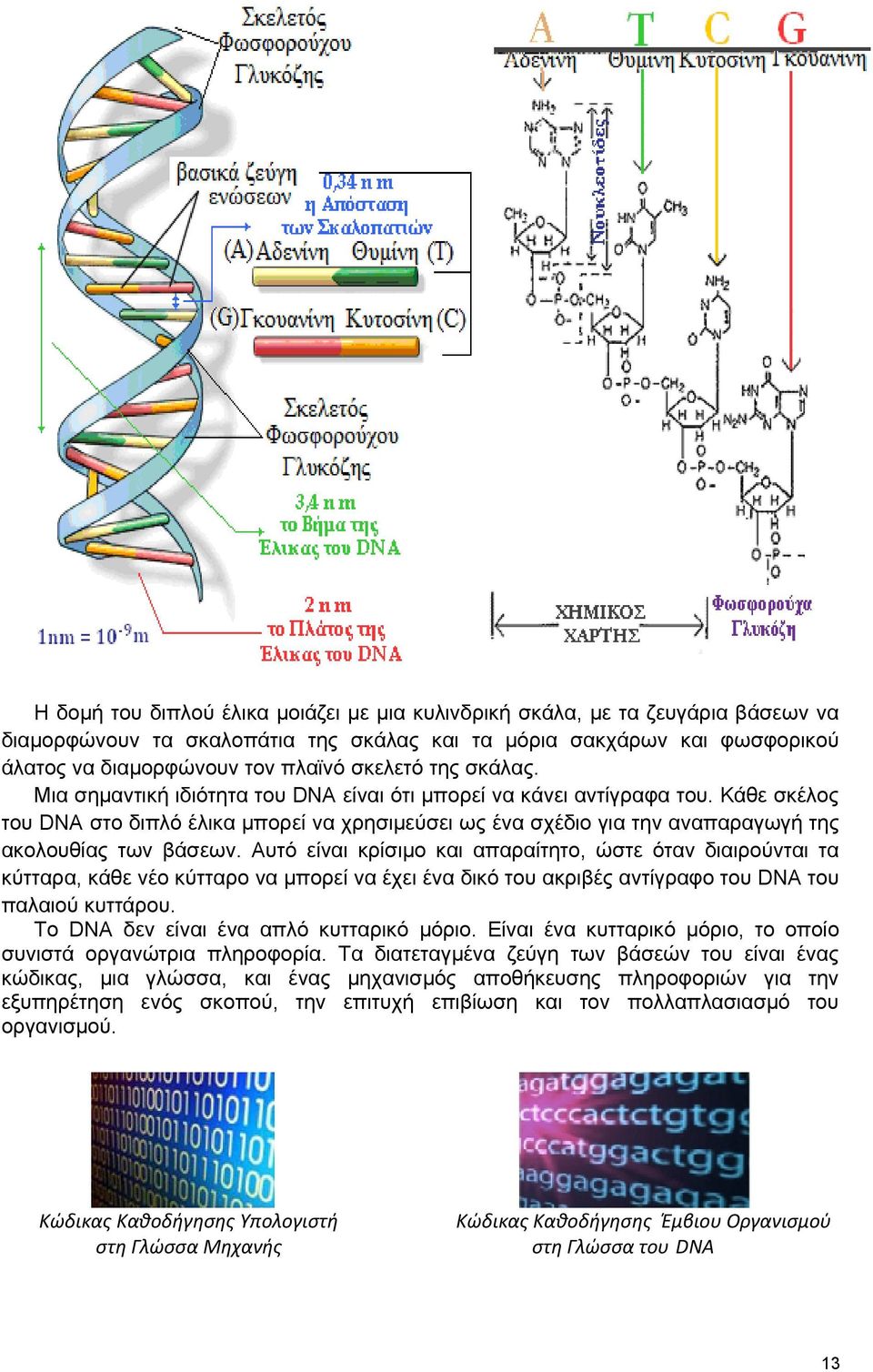 Κάθε σκέλος του DNA στο διπλό έλικα μπορεί να χρησιμεύσει ως ένα σχέδιο για την αναπαραγωγή της ακολουθίας των βάσεων.