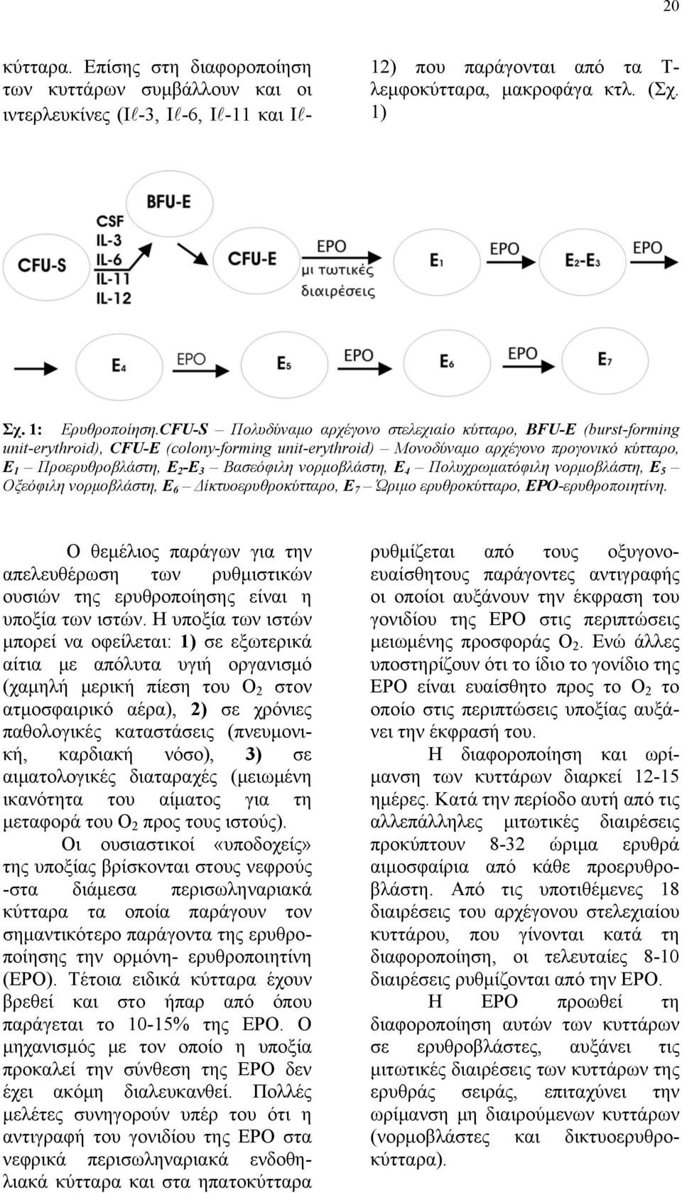 Βασεόφιλη νορμοβλάστη, Ε 4 Πολυχρωματόφιλη νορμοβλάστη, Ε 5 Οξεόφιλη νορμοβλάστη, Ε 6 Δίκτυοερυθροκύτταρο, Ε 7 Ώριμο ερυθροκύτταρο, ΕΡΟ-ερυθροποιητίνη.