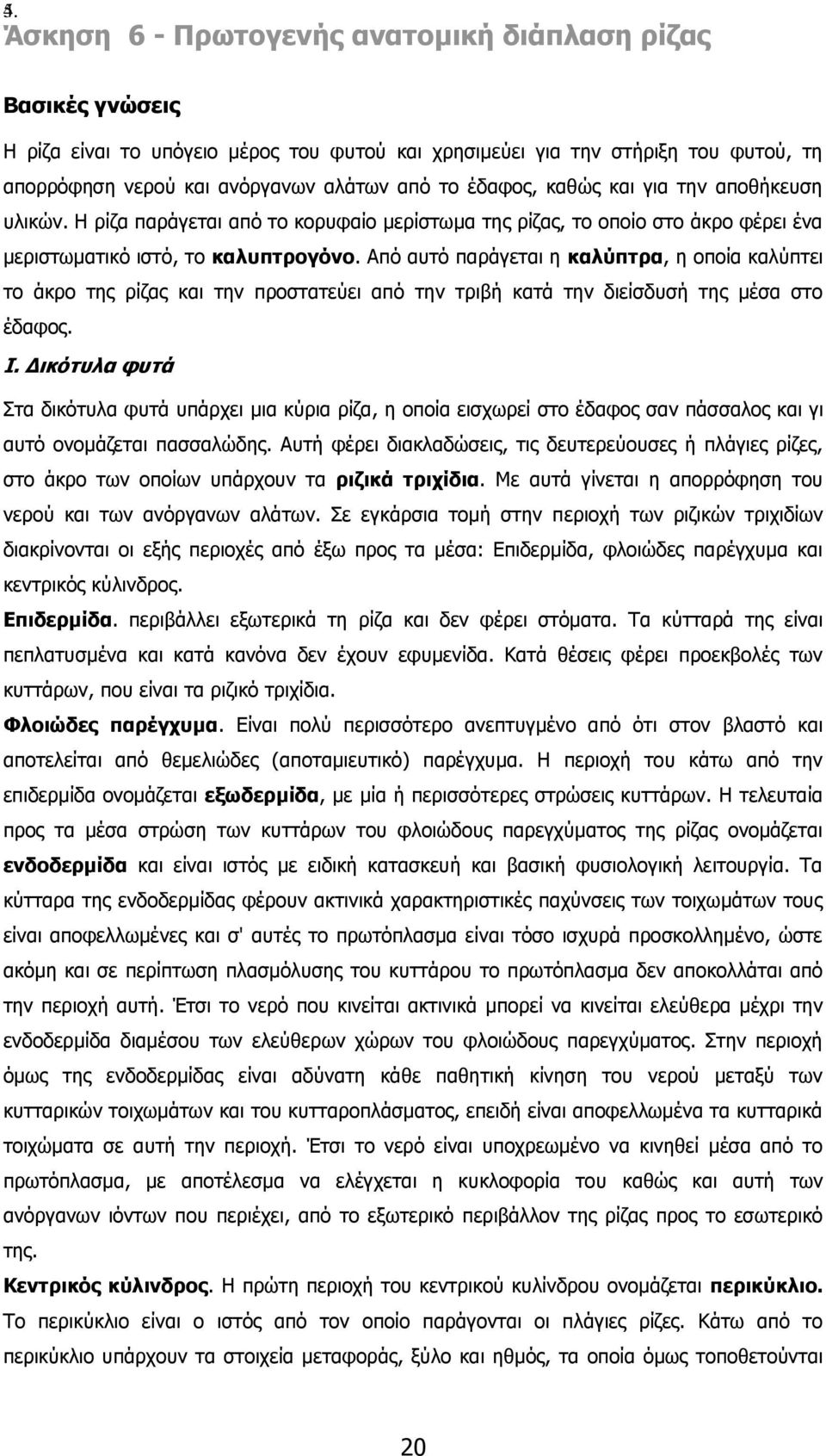 Από αυτό παράγεται η καλύπτρα, η οποία καλύπτει το άκρο της ρίζας και την προστατεύει από την τριβή κατά την διείσδυσή της μέσα στο έδαφος. Ι.