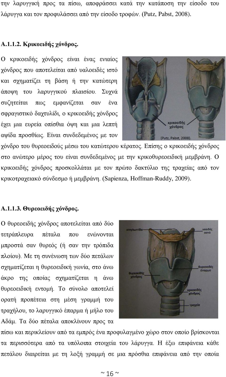 Συχνά συζητείται πως εμφανίζεται σαν ένα σφραγιστικό δαχτυλίδι, ο κρικοειδής χόνδρος έχει μια ευρεία οπίσθια όψη και μια λεπτή αψίδα προσθίως.