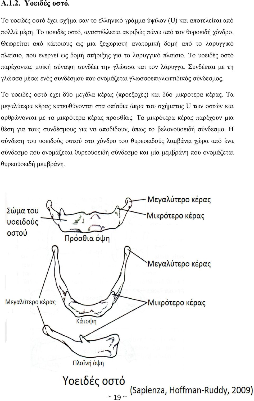 Το υοειδές οστό παρέχοντας μυϊκή σύναψη συνδέει την γλώσσα και τον λάρυγγα. Συνδέεται με τη γλώσσα μέσω ενός συνδέσμου που ονομάζεται γλωσσοεπιγλωττιδικός σύνδεσμος.