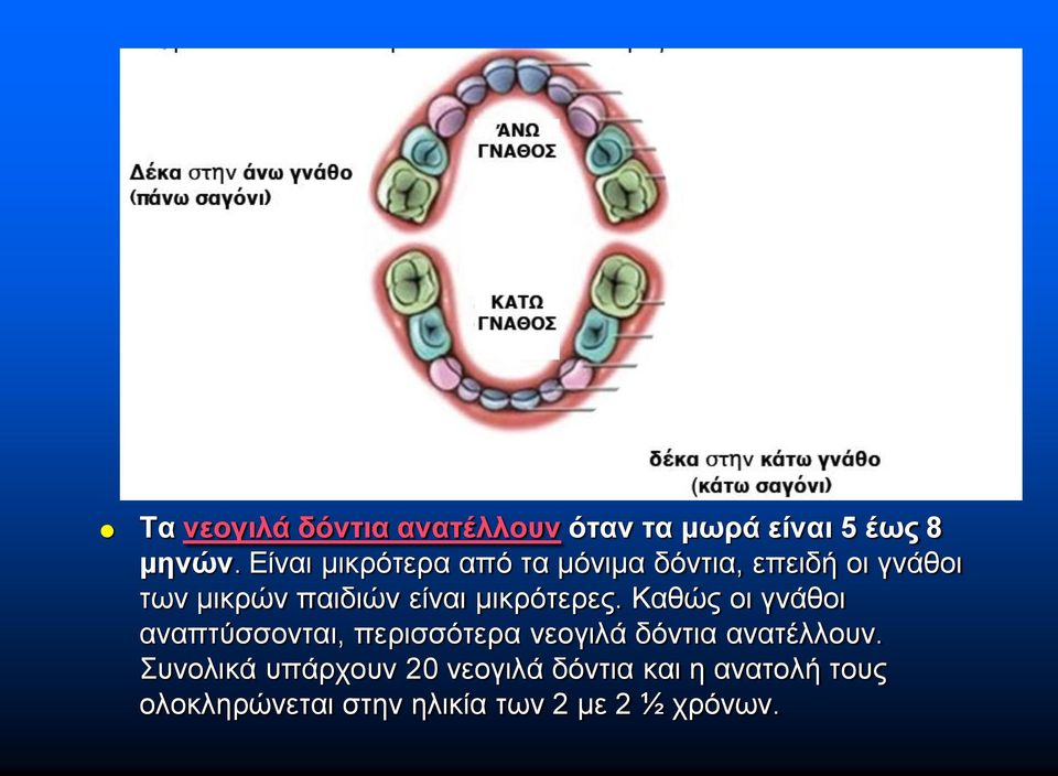 μικρότερες. Καθώς οι γνάθοι αναπτύσσονται, περισσότερα νεογιλά δόντια ανατέλλουν.