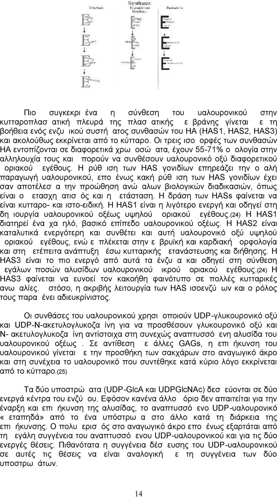 Οι τρεις ισομορφές των συνθασών ΗΑ εντοπίζονται σε διαφορετικά χρωμοσώματα, έχουν 55-71% ομολογία στην αλληλουχία τους και μπορούν να συνθέσουν υαλουρονικό οξύ διαφορετικού μοριακού μεγέθους.
