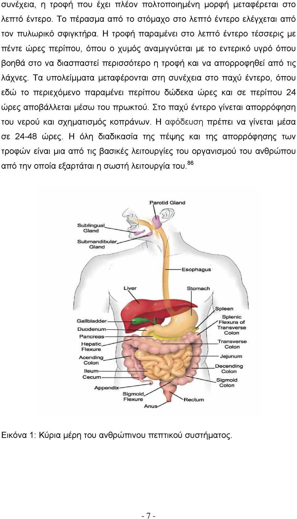 Τα υπολείµµατα µεταφέρονται στη συνέχεια στο παχύ έντερο, όπου εδώ το περιεχόµενο παραµένει περίπου δώδεκα ώρες και σε περίπου 24 ώρες αποβάλλεται µέσω του πρωκτού.