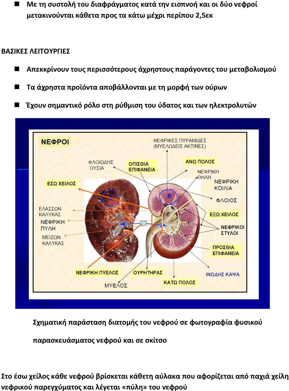 ρόλο στη ρύθμιση του ύδατος και των ηλεκτρολυτών Σχηµατική παράσταση διατοµής του νεφρού σε φωτογραφία φυσικού παρασκευάσματος νεφρού και σε