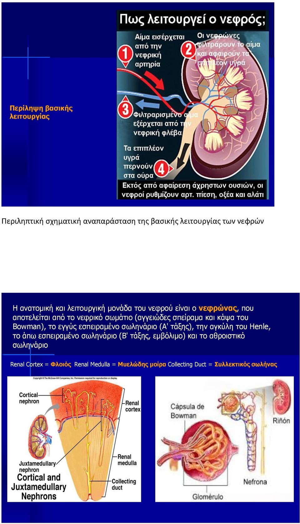 Bowman), το εγγύς εσπειραμένο σωληνάριο (Α' τάξης), την αγκύλη του Henle, το άπω εσπειραμένο σωληνάριο (Β' τάξης,