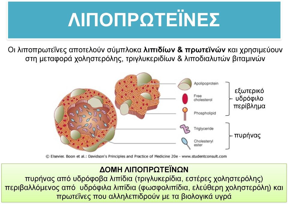 ΛΙΠΟΠΡΩΤΕΪΝΩΝ πυρήνας από υδρόφοβα λιπίδια (τριγλυκερίδια, εστέρες χοληστερόλης) περιβαλλόµενος από