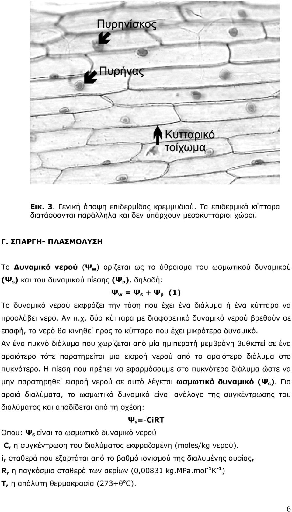 ΣΠΑΡΓΗ- ΠΛΑΣΜΟΛΥΣΗ Το Δυναμικό νερού (Ψ w ) ορίζεται ως το άθροισμα του ωσμωτικού δυναμικού (Ψ s ) και του δυναμικού πίεσης (Ψ p ), δηλαδή: Ψ w = Ψ s + Ψ p (1) Το δυναμικό νερού εκφράζει την τάση που