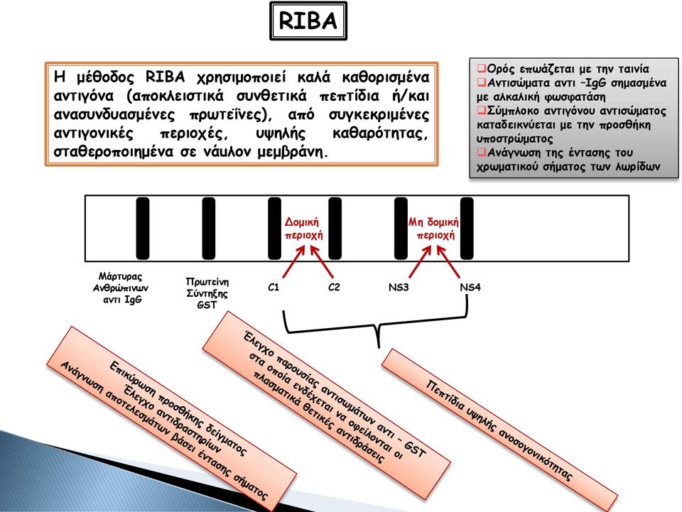 Ορός επωάζεται με την ταινία Αντισώματα αντι IgG σημασμένα με αλκαλική φωσφατάση Σύμπλοκο αντιγόνου αντισώματος καταδεικνύεται με