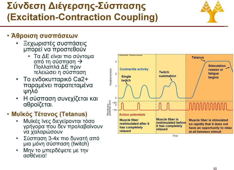 Contractile activity Single twitch Twitch summation Tetanus Stimulation ceases or fatigue begins Μυϊκός Τέτανος (Tetanus) Μυϊκές ίνες διεγείρονται τόσο γρήγορα που δεν προλαβαίνουν να χαλαρώσουν