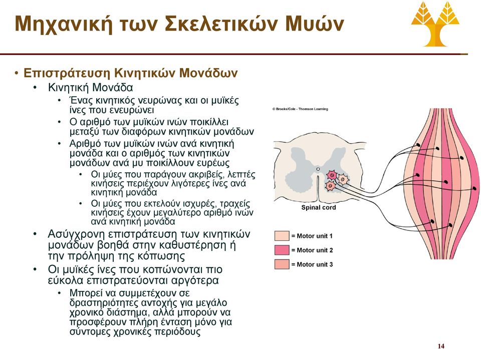 μονάδα Οι μύες που εκτελούν ισχυρές, τραχείς κινήσεις έχουν μεγαλύτερο αριθμό ινών ανά κινητική μονάδα Ασύγχρονη επιστράτευση των κινητικών μονάδων βοηθά στην καθυστέρηση ή την πρόληψη της κόπωσης Οι
