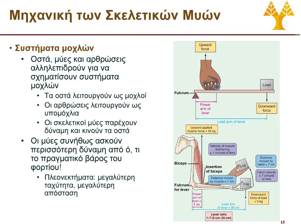 παρέχουν δύναμη και κινούν τα οστά Οι μύες συνήθως ασκούν περισσότερη δύναμη από ό, τι το πραγματικό βάρος