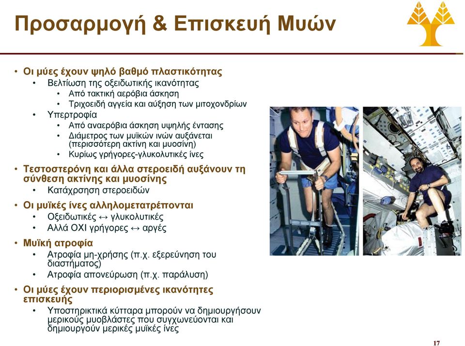 ακτίνης και μυοσίνης Κατάχρσηση στεροειδών Οι μυϊκές ίνες αλληλομετατρέπονται Οξειδωτικές γλυκολυτικές Αλλά ΟΧΙ γρήγορες αργές Μυϊκή ατροφία Ατροφία μη-χρήσης (π.χ. εξερεύνηση του διαστήματος) Ατροφία απονεύρωση (π.