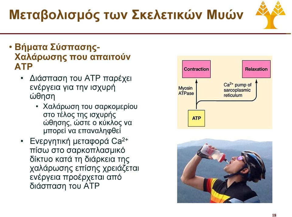 ώστε ο κύκλος να μπορεί να επαναληφθεί Ενεργητική μεταφορά Ca 2+ πίσω στο σαρκοπλασμικό