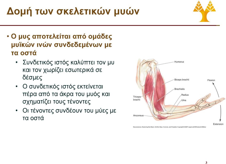 χωρίζει εσωτερικά σε δέσμες Ο συνδετικός ιστός εκτείνεται πέρα από τα