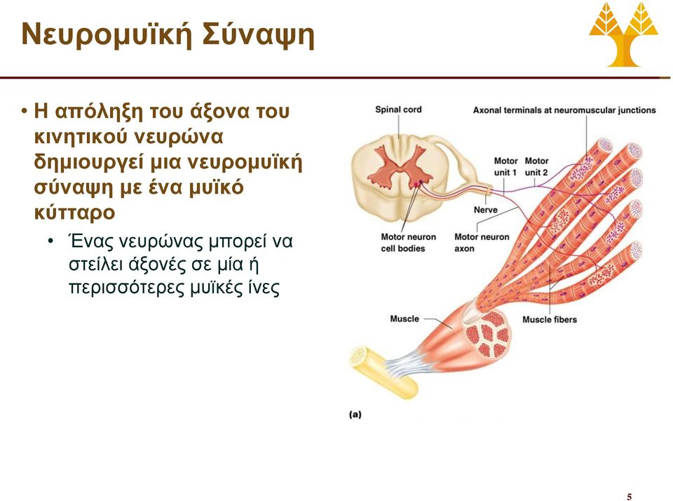 σύναψη με ένα μυϊκό κύτταρο Ένας νευρώνας