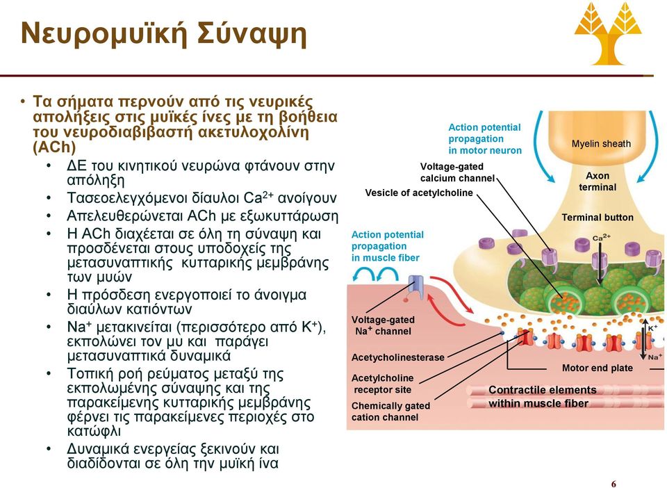 άνοιγμα διαύλων κατιόντων Na + μετακινείται (περισσότερο από K + ), εκπολώνει τον μυ και παράγει μετασυναπτικά δυναμικά Τοπική ροή ρεύματος μεταξύ της εκπολωμένης σύναψης και της παρακείμενης