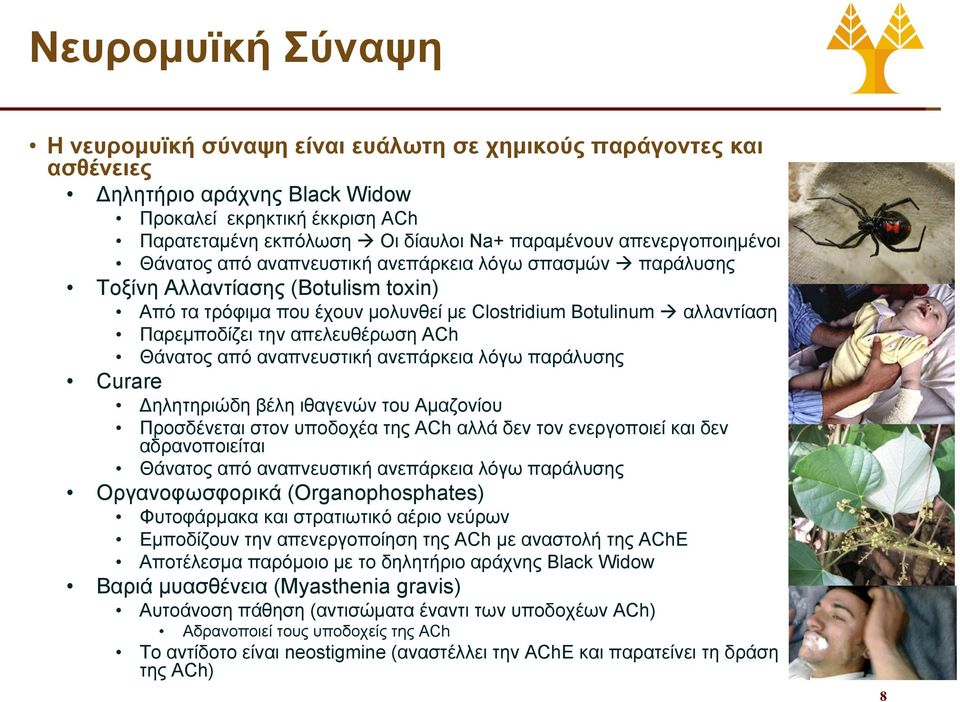 απελευθέρωση ACh Θάνατος από αναπνευστική ανεπάρκεια λόγω παράλυσης Curare Δηλητηριώδη βέλη ιθαγενών του Αμαζονίου Προσδένεται στον υποδοχέα της ACh αλλά δεν τον ενεργοποιεί και δεν αδρανοποιείται