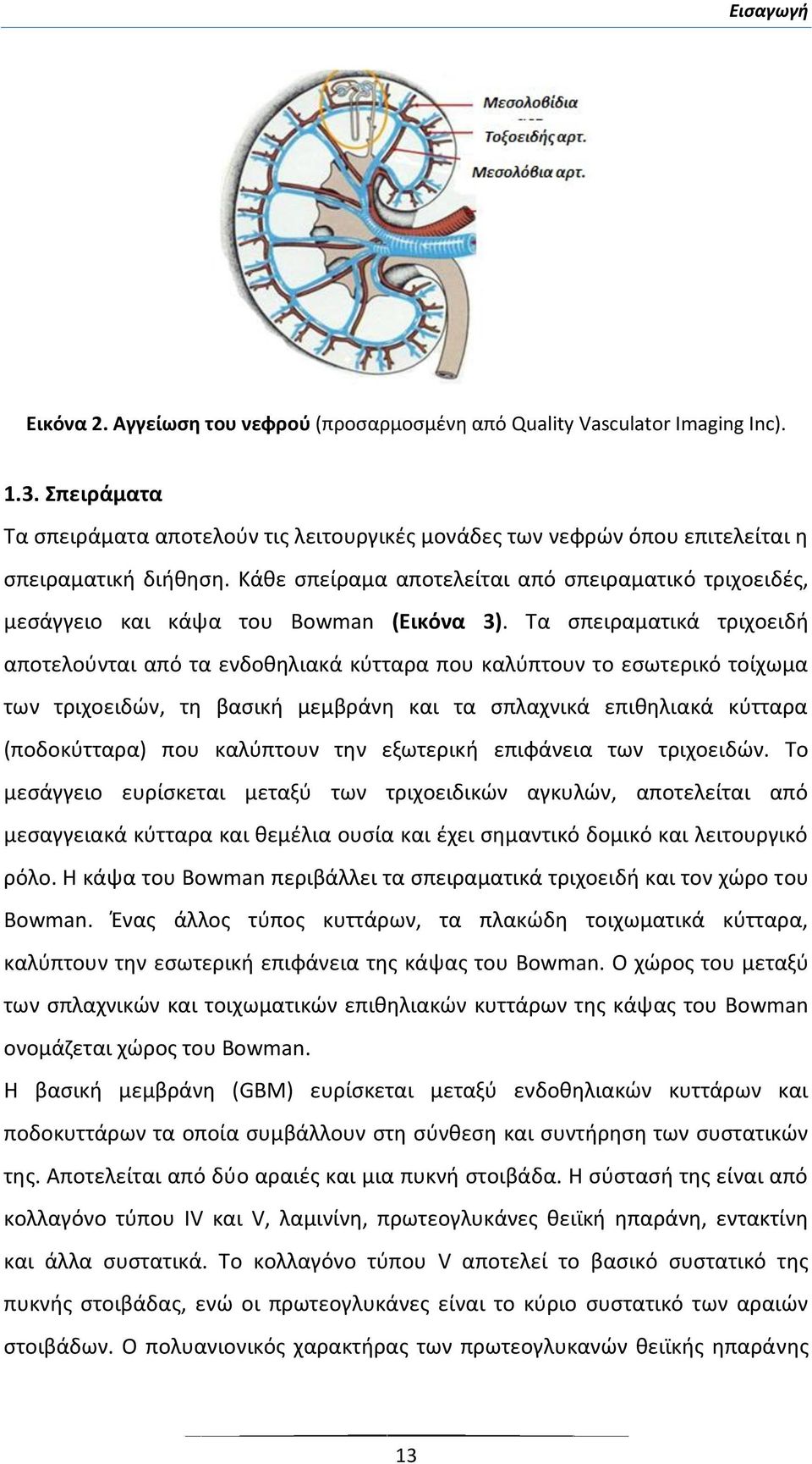 Κάθε σπείραμα αποτελείται από σπειραματικό τριχοειδές, μεσάγγειο και κάψα του Bowman (Εικόνα 3).