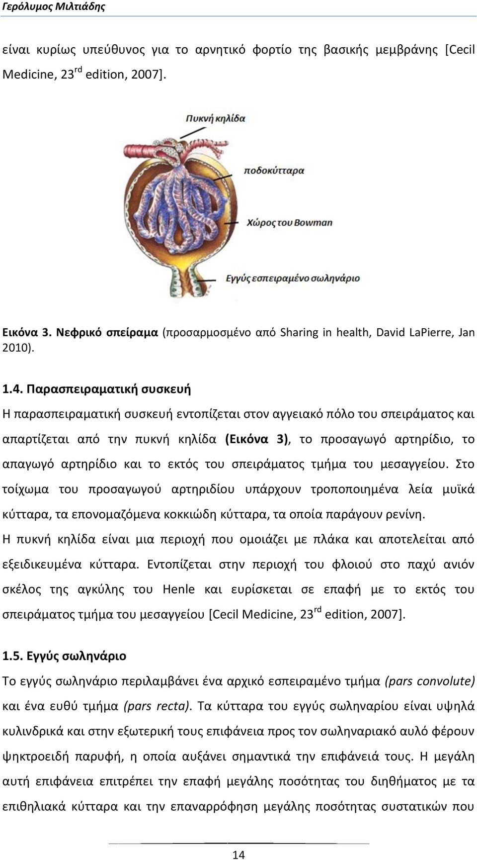 Παρασπειραματική συσκευή Η παρασπειραματική συσκευή εντοπίζεται στον αγγειακό πόλο του σπειράματος και απαρτίζεται από την πυκνή κηλίδα (Εικόνα 3), το προσαγωγό αρτηρίδιο, το απαγωγό αρτηρίδιο και το