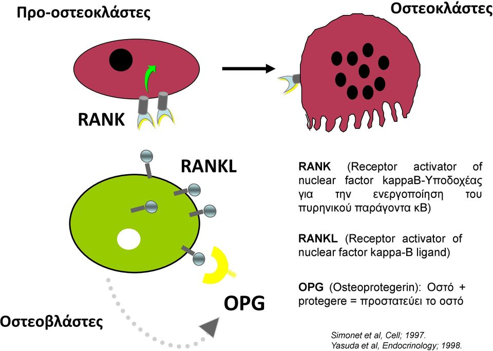 activator of nuclear factor kappa-b ligand) Οστεοβλάστες OPG OPG ( Osteoprotegerin )