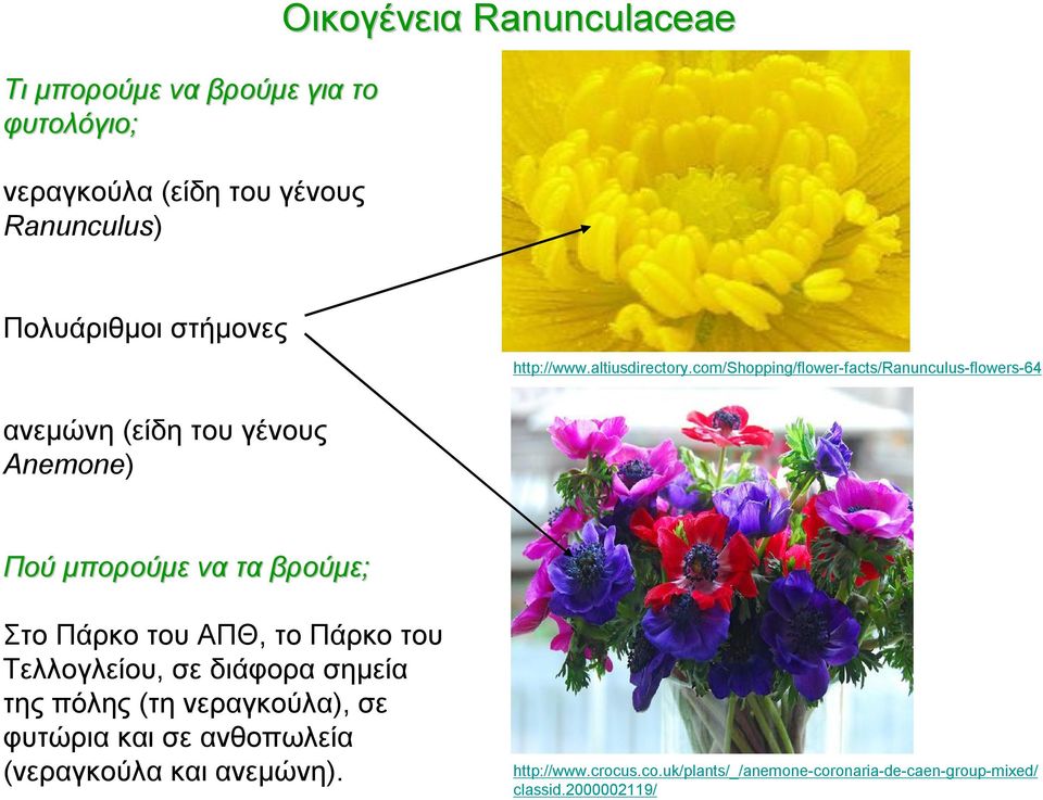 com/shopping/flower-facts/ranunculus-flowers-64 ανεμώνη (είδη του γένους Anemone) Πού μπορούμε να τα βρούμε; Στο Πάρκο του