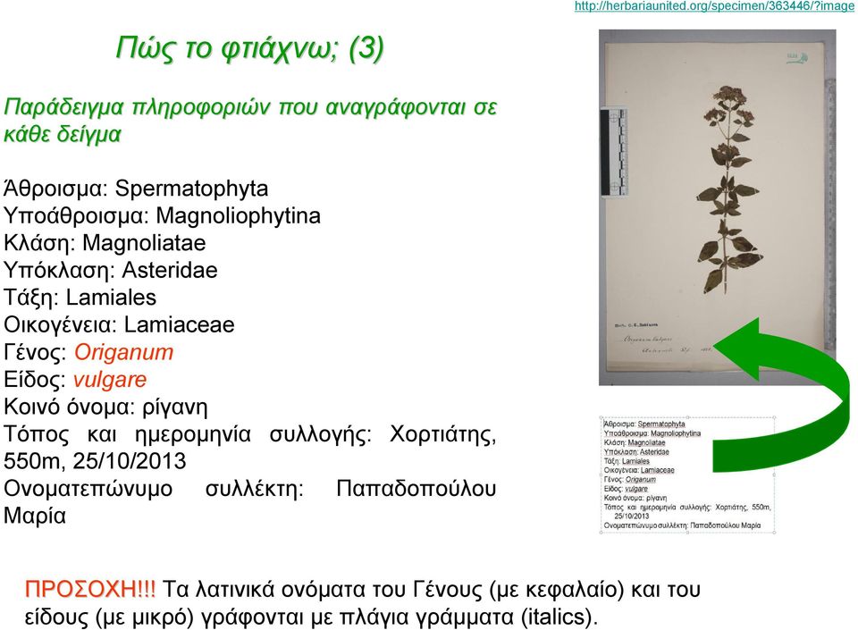Magnoliophytina Κλάση: Magnoliatae Υπόκλαση: Asteridae Τάξη: Lamiales Οικογένεια: Lamiaceae Γένος: Origanum Είδος: vulgare Κοινό