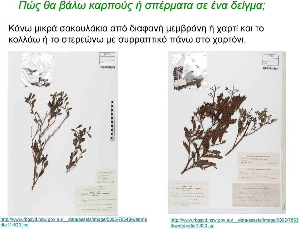 χαρτόνι. http://www.rbgsyd.nsw.gov.