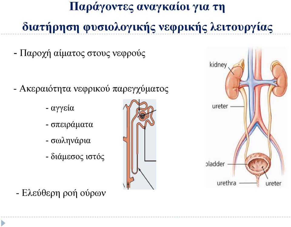 - Ακεραιότητα νεφρικού παρεγχύματος - αγγεία -