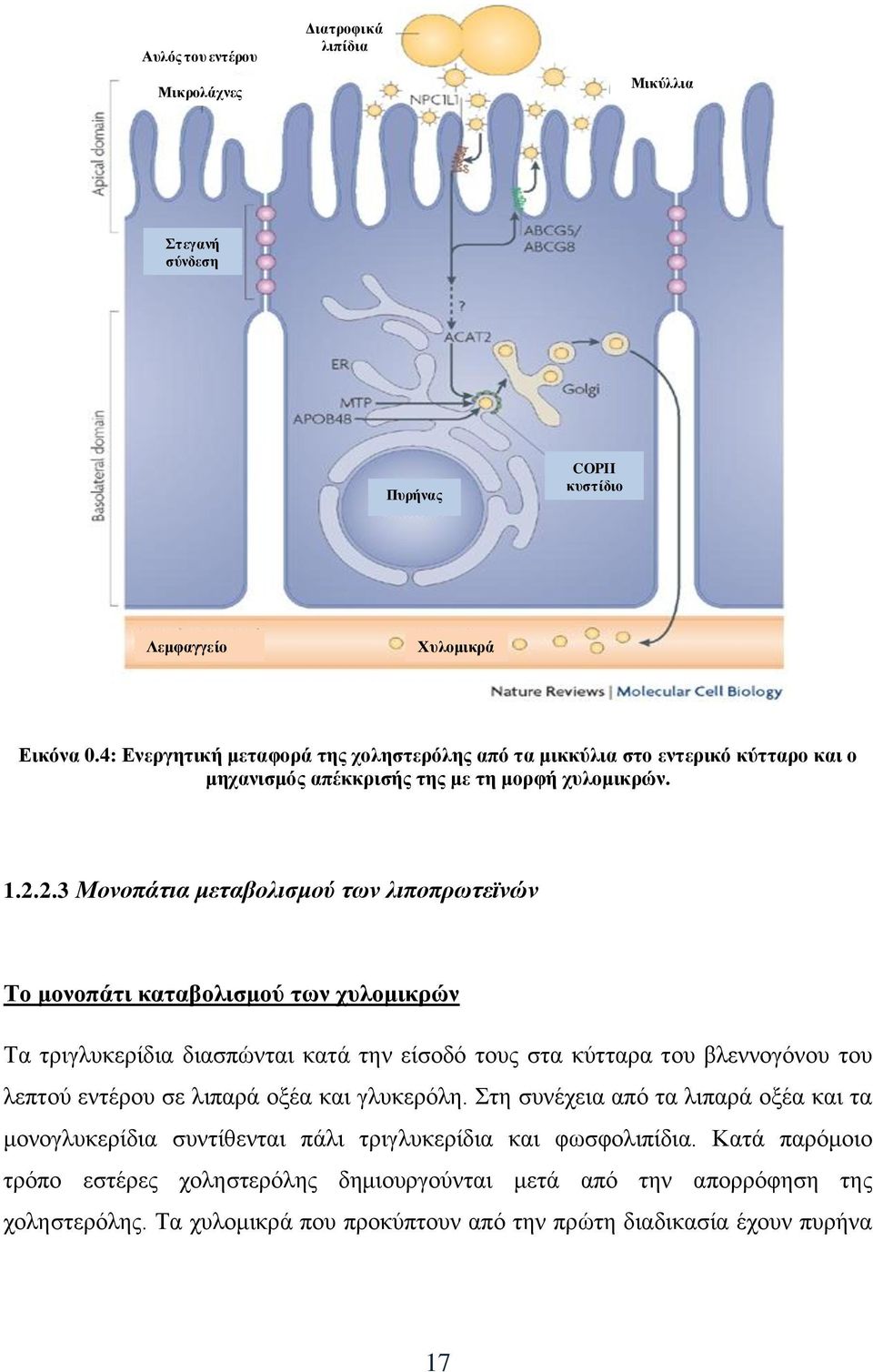 2.3 Μονοπάτια μεταβολισμού των λιποπρωτεϊνών Το μονοπάτι καταβολισμού των χυλομικρών Τα τριγλυκερίδια διασπώνται κατά την είσοδό τους στα κύτταρα του βλεννογόνου του λεπτού εντέρου σε