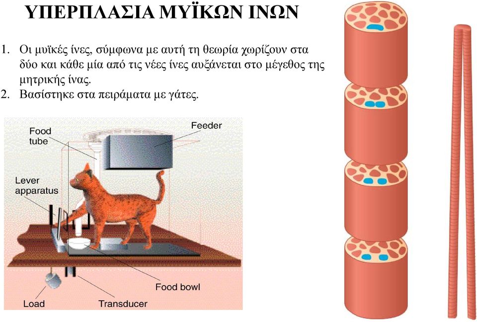 χωρίζουν στα δύο και κάθε μία από τις νέες ίνες