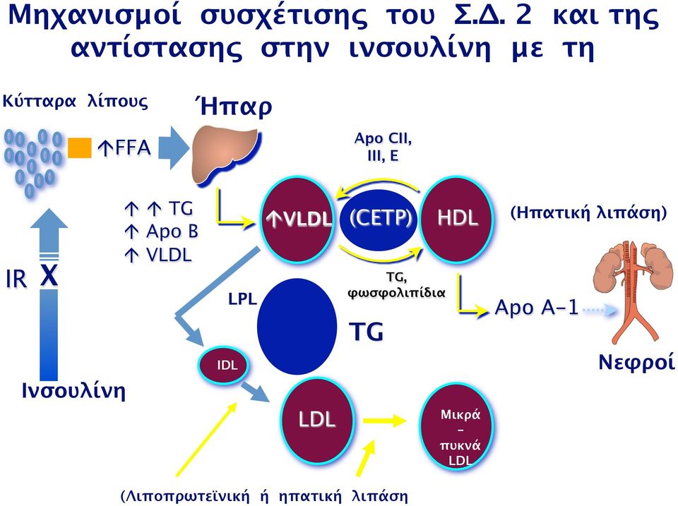 Apo CII, III, E IR X Ινσουλίνη TG Apo B VLDL IDL LPL VLDL LDL