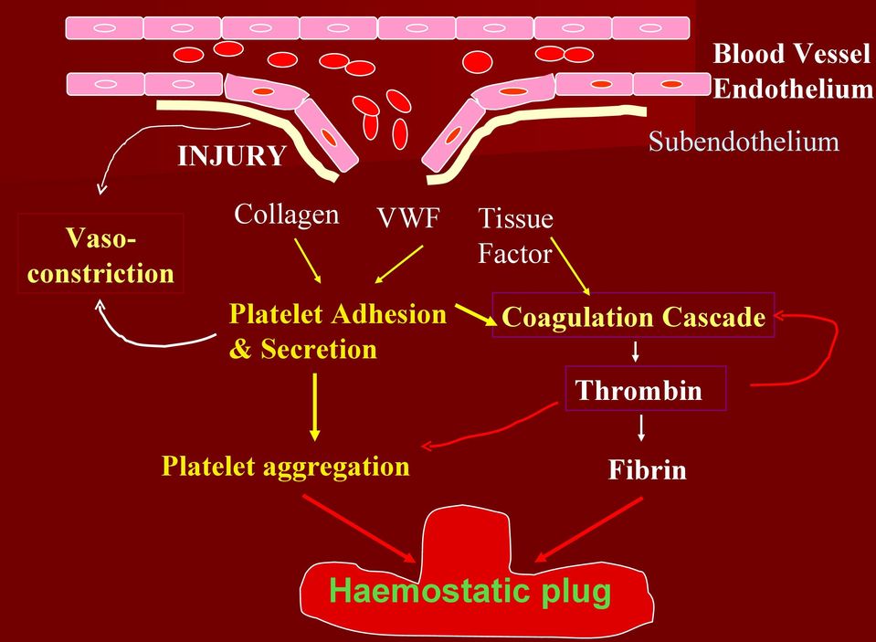 & Secretion Tissue Factor Coagulation Cascade
