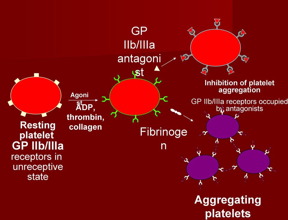 receptors in unreceptive state ADP, thrombin, collagen GP