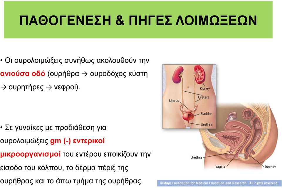 Σε γυναίκες µε προδιάθεση για ουρολοιµώξεις gm (-) εντερικοί µικροοργανισµοί