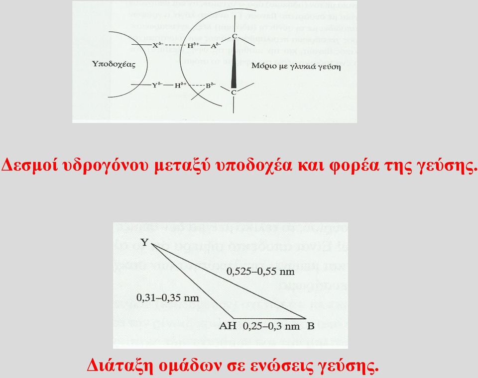 φορέα της γεύσης.