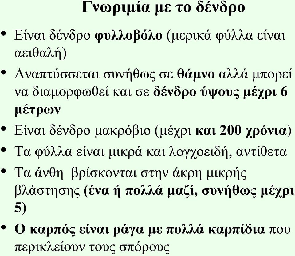 200 χρόνια) Τα φύλλα είναι μικρά και λογχοειδή, αντίθετα Τα άνθη βρίσκονται στην άκρη μικρής