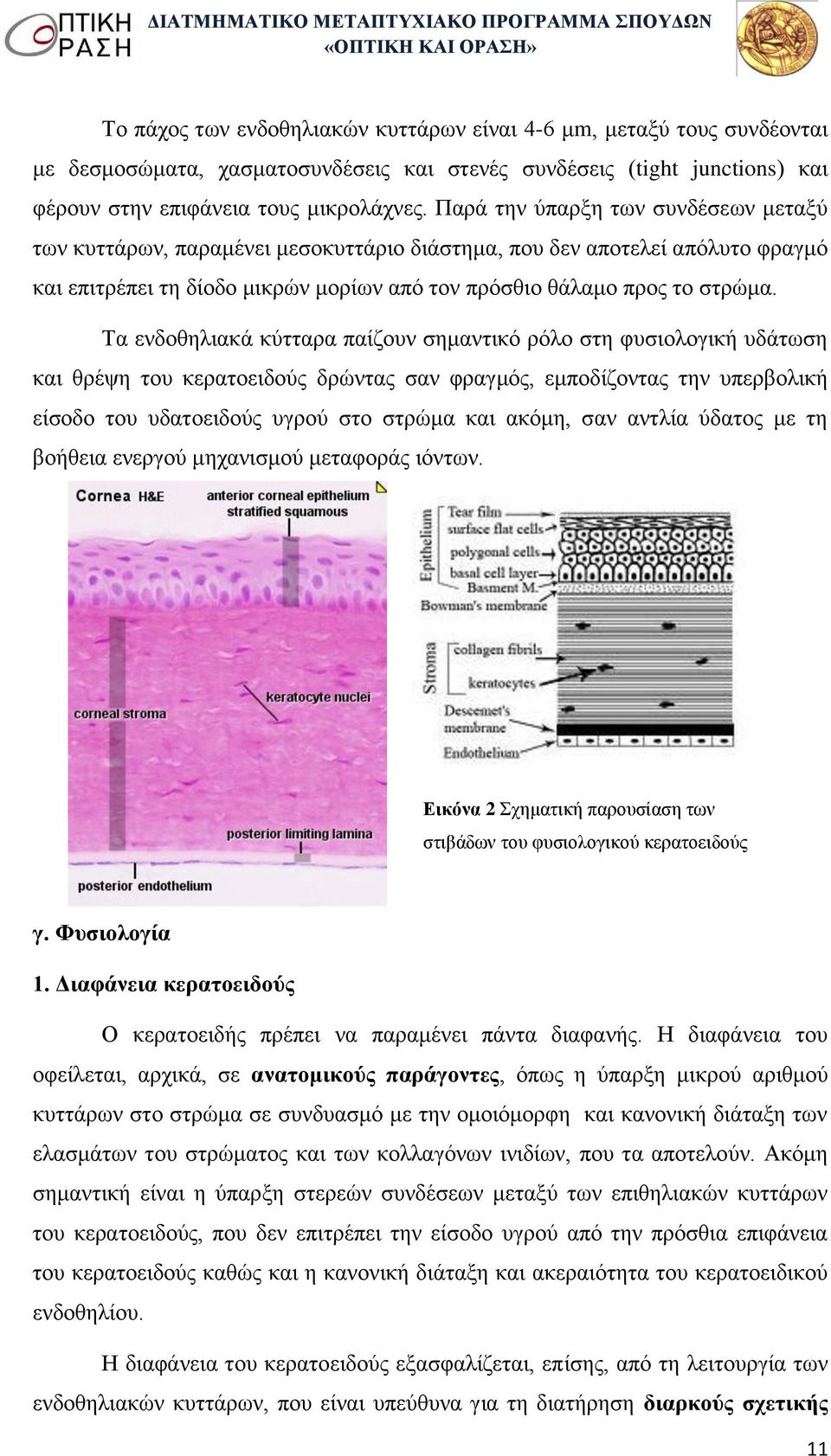 Τα ενδοθηλιακά κύτταρα παίζουν σημαντικό ρόλο στη φυσιολογική υδάτωση και θρέψη του κερατοειδούς δρώντας σαν φραγμός, εμποδίζοντας την υπερβολική είσοδο του υδατοειδούς υγρού στο στρώμα και ακόμη,