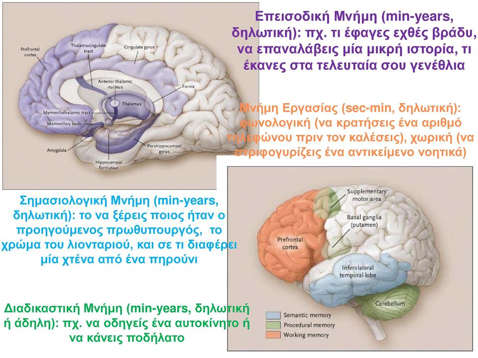 φωνολογική (να κρατήσεις ένα αριθμό τηλεφώνου πριν τον καλέσεις), χωρική (να στριφογυρίζεις ένα αντικείμενο νοητικά) Σημασιολογική Μνήμη