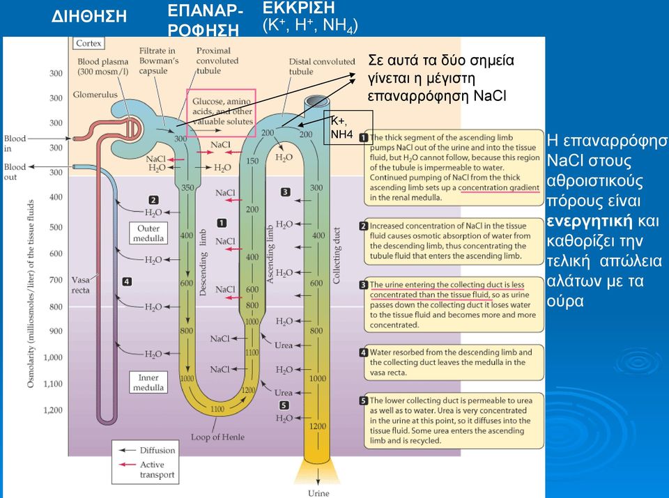 ΝΗ4 Η επαναρρόφηση NaCl στους αθροιστικούς πόρους είναι