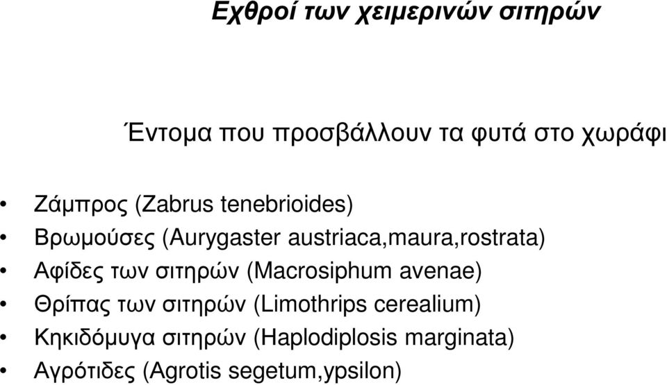 Αφίδες των σιτηρών (Macrosiphum avenae) Θρίπας των σιτηρών (Limothrips