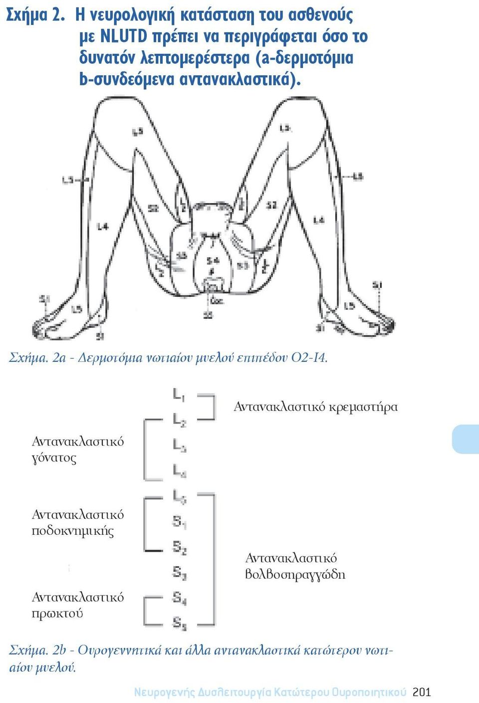 b-συνδεόμενα αντανακλαστικά). Σχήμα. 2a - Δερμοτόμια νωτιαίου μυελού επιπέδου Ο2-Ι4.