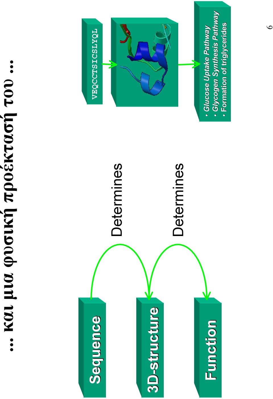 3D-structure Determines Function Glucose