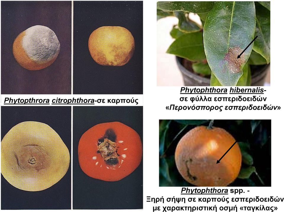 εσπεριδοειδών» Phytophthora spp.