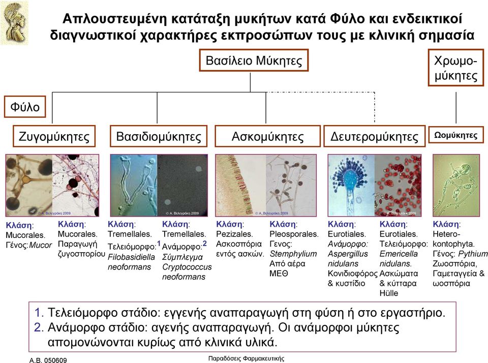 Βελεγράκη 2009 Κλάση: Tremellales. Ανάμορφο: 2 Σύμπλεγμα Cryptococcus neoformans Κλάση: Pezizales. Ασκοσπόρια εντός ασκών. A. Βελεγράκη 2009 1.